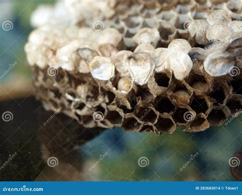 Hornet nest - inside stock photo. Image of hornet, site - 283683014