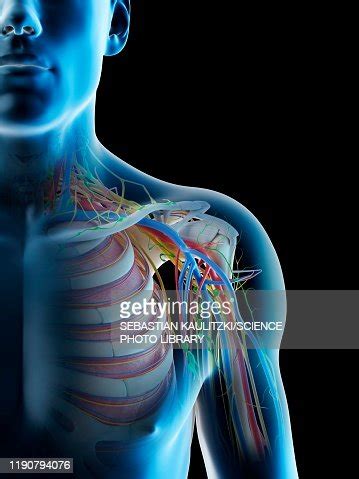 Male Shoulder Anatomy Illustration High-Res Vector Graphic - Getty Images