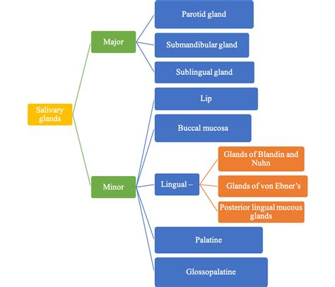 Saliva: Classification and Composition - dentalnotebook