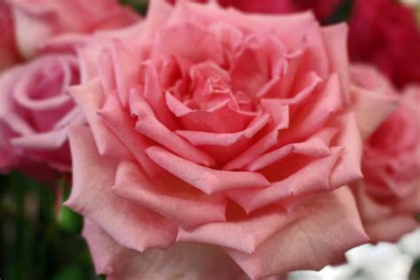 Rare Heritage and New Rose Cultivars | HGTV