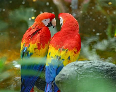 Most Colorful Parrot Species