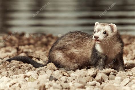 Silver ferret beauty on beach Stock Photo by ©Couperfield 80139464