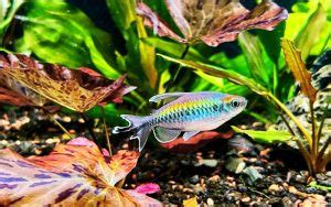 The Basics of Congo Tetra Breeding: A Step-by-Step Guide