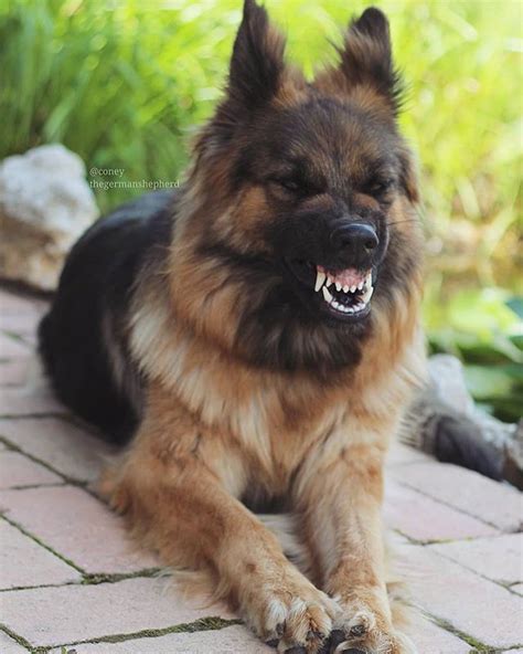 My, what large teeth you have @coneythegermanshepherd German shepherd ...