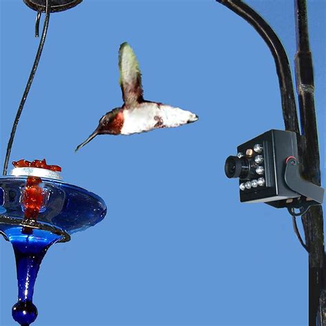 6 Best Bird Feeder Cameras | The Family Handyman