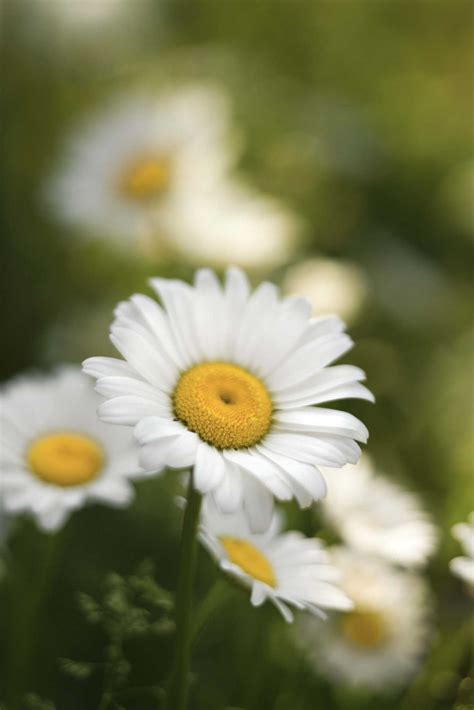 How to Take Care of Daisy Flowers