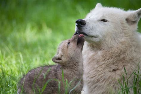 Arctic Wolf Pups Born at Knuthenborg Safaripark - ZooBorns