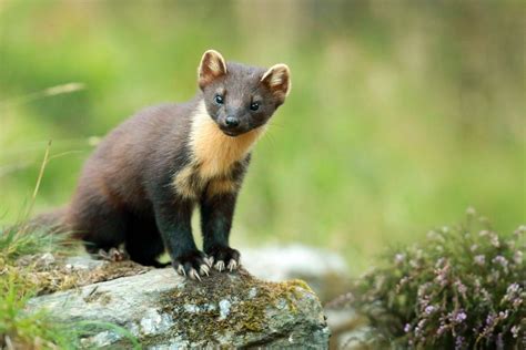 Autumn Wildlife of the Scottish Highlands - Photography Tour - Naturetrek