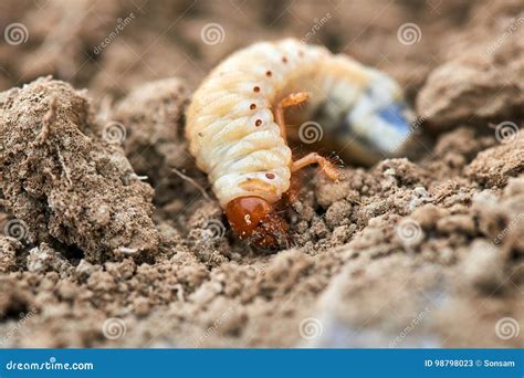 The Larvae of the May Beetle Stock Image - Image of closeup, invertebrate: 98798023