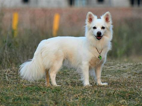 Dog Breed : Indian Spitz – Wagr Petcare