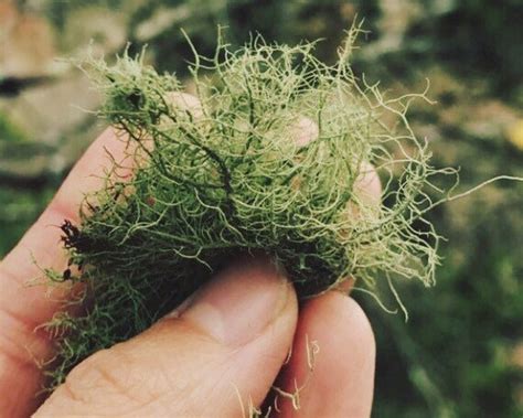 Fresh Usnea Tincture Usnea Australis 100 Proof Vodka | Etsy