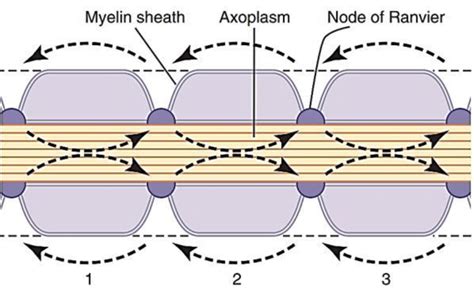 Saltatory conduction along a myelinated axon | Download Scientific Diagram