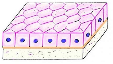 Simple Cuboidal Epithelium Structure