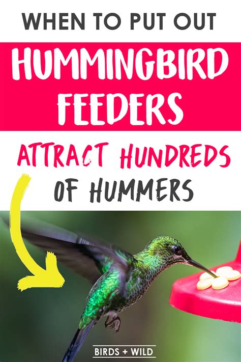 When To Put Out A Hummingbird Feeder » Birds & Wild