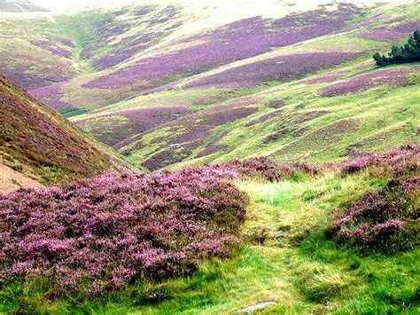 More Scottish heather in bloom | All Things Scottish | Pinterest