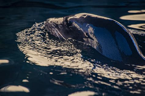 Sea Lion Swimming Free Stock Photo - Public Domain Pictures