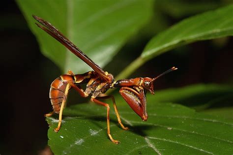 wasp mantidfly | Bugs and insects, Cool insects, Insects