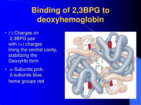 PPT - Structures of Myoglobin and Hemoglobin PowerPoint Presentation - ID:4500084