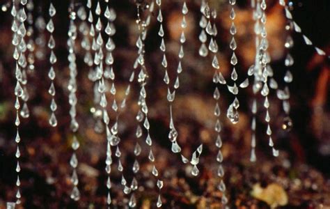 Facts About Glow Worms | Tamborine Mountain, Gold Coast