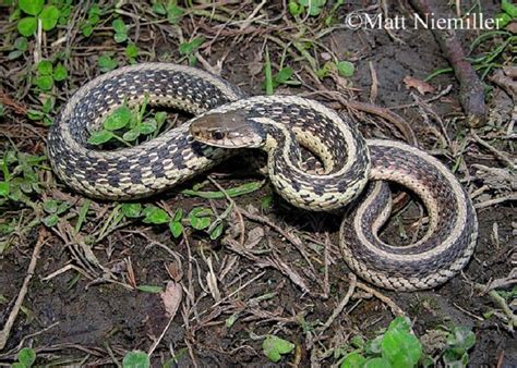 Common Gartersnake | State of Tennessee, Wildlife Resources Agency