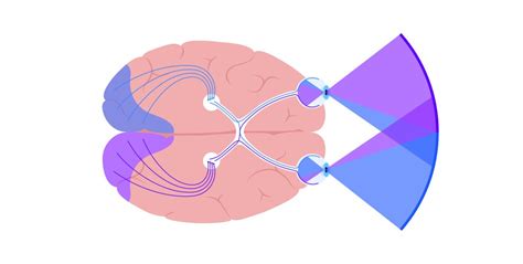 Optic nerve anatomy Royalty Free Vector Image - VectorStock