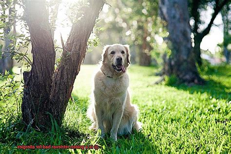 Is a golden retriever bad for allergies? - Unleash the Best in Your ...