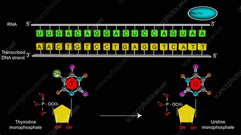 DNA transcription, animation - Stock Video Clip - K003/9172 - Science ...