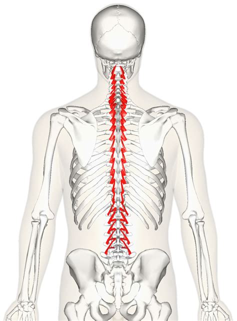 Transversospinalis: The Deep Muscles of the Spine