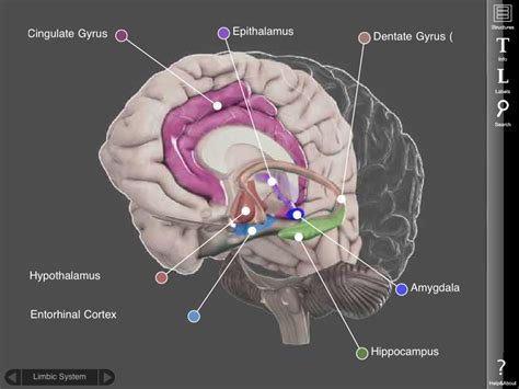 Brain Disease: Bipolar Disorder Is A Brain Disease