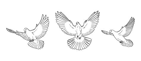 Set of dove outline. Line art style isolated. Hand drawn vector illustration. 11411614 Vector ...