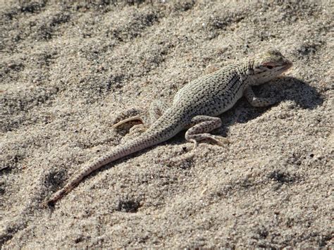 Postcards from Idyllwild: Elusive Desert Lizards