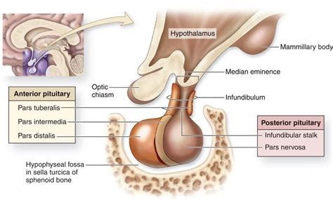 Posterior pituitary gland hormones and function, Control of ADH and Oxytocin hormone | Science ...