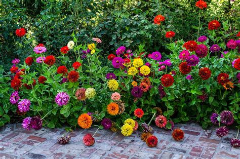 Natural Bridges Landscaping | Flower farm, Zinnias, Annual garden