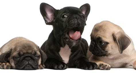 Pug vs French Bulldog - Which Breed Is Best For You?