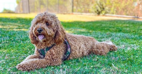 Cavapoo Lifespan: How Long Do Cavapoos Live? - A-Z Animals