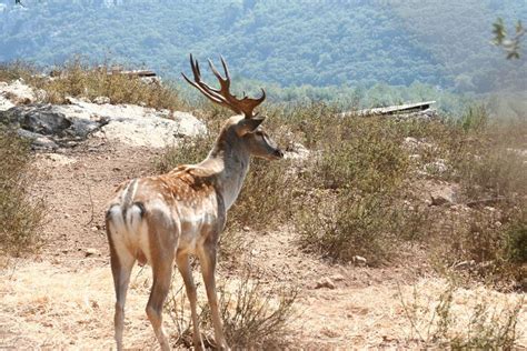 Are There Deer in Israel? Meet the Persian Fallow Deer - Israel by Locals