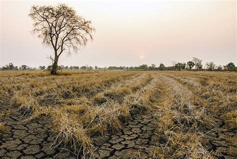 Drought impact study shows new issues for plants and carbon dioxide