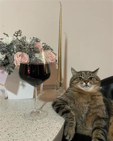 Stepan with a Wine Glass | Stepan the Cat | Know Your Meme