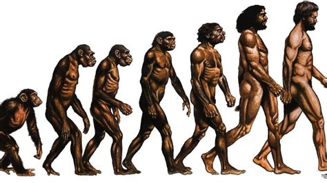 Theory of Evolution | Theory of evolution, Man illustration, Darwin's theory of evolution