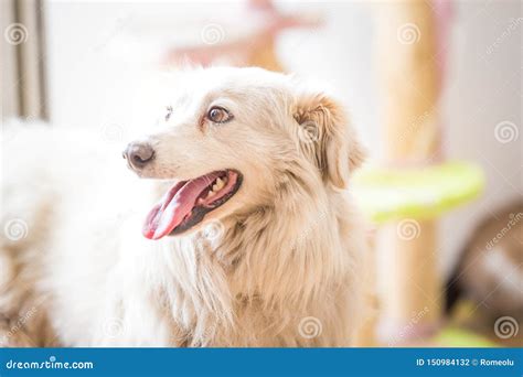 White Adopted Dog Meeting Cat Stock Photo - Image of date, cute: 150984132