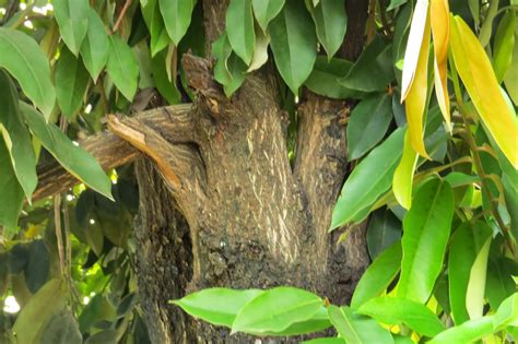 Photography with Dr. Ernie.: Kamagong (Diospyros blancoi) tree with fruits (Mabolos)