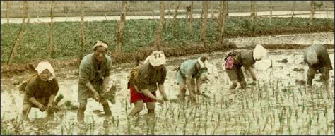 rice cultivation | Rice as a Commodity