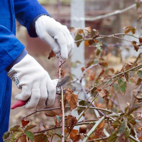 Winter Tree Pruning Tips for now and later - Elite Tree Care