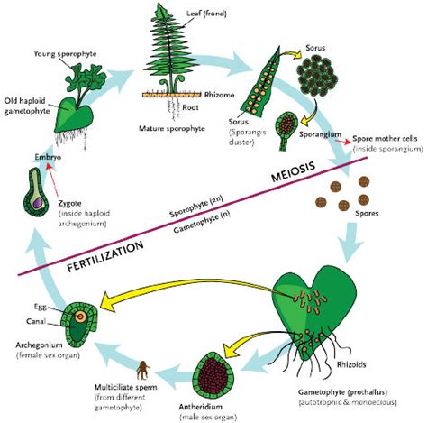 Plant Life Cycles Study Guide | CK-12 Foundation