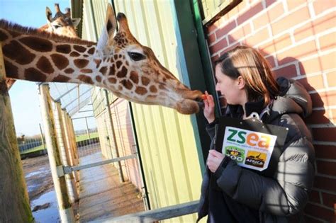 Photo gallery of animal at Banham Zoo | Animals, Zoo, Giraffe