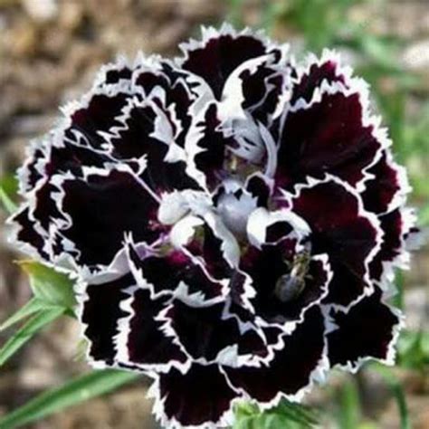 Sementes De Black Carnation - ( Cravo Negro) - Rara E Linda - R$ 16,90 em Mercado Livre