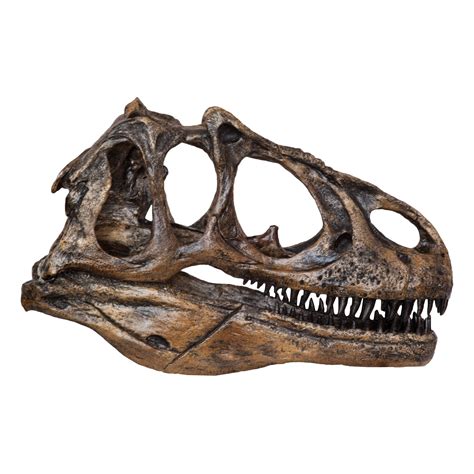 Replica Allosaurus Dinosaur Skull For Sale – Skulls Unlimited ...