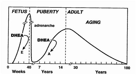 DHEA Aging Supplementation | Supplements Quest