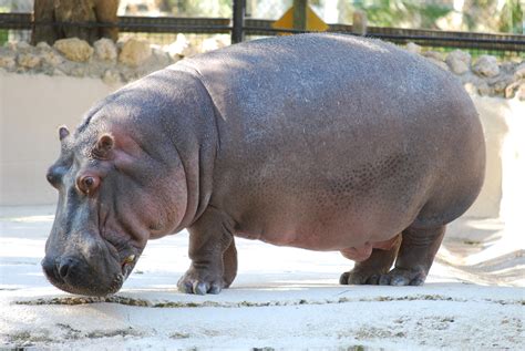 File:Hippopotamus amphibius - Homosassa Springs Wildlife State Park ...