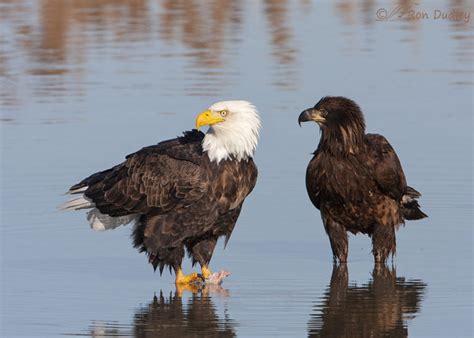 A Visual Comparison Of Two Bald Eagle Development Stages – Feathered Photography